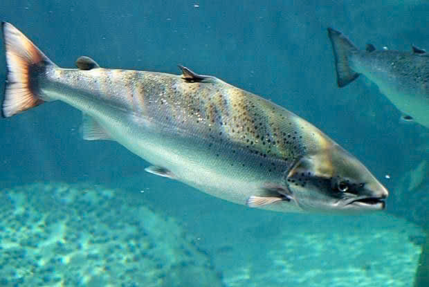 cá hồi tươi, cá hồi giá tốt, cá hồi sạch