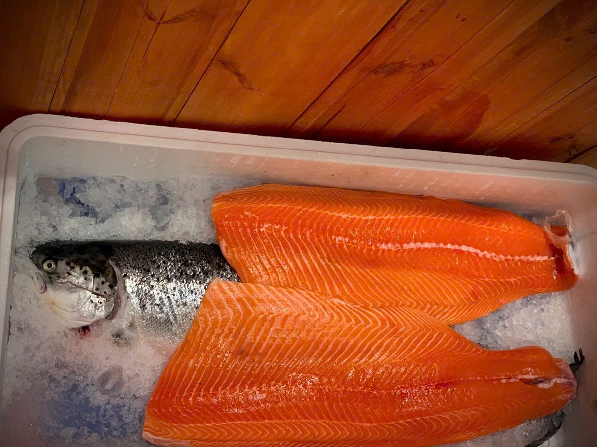 cá hồi tươi, cá hồi giá tốt, cá hồi nhập